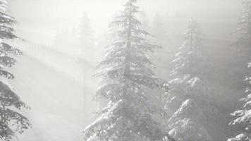 Misty Fog in Pine Forest on Mountain Slopes video