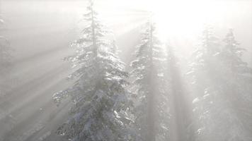 nebbia nebbiosa nella pineta sui pendii delle montagne video