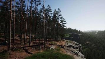 profundos bosques escandinavos en una tarde de verano video