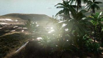 Sunset Beams through Palm Trees video