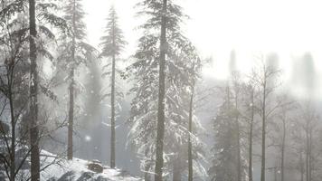 nebbia nebbiosa nella pineta sui pendii delle montagne video