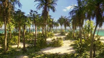 Paradise landscape of tropical beach with calm ocean waves and palm trees video