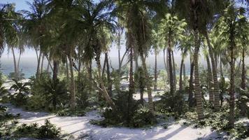 desert island with palm trees on the beach video