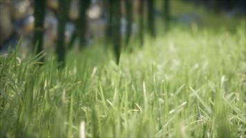 herbe verte fraîche sur la forêt video