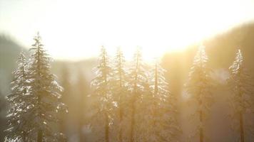 splendide scène de noël dans la forêt de montagne. lever de soleil d'hiver coloré video