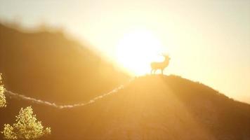 hertenmannetje in bos bij zonsondergang video