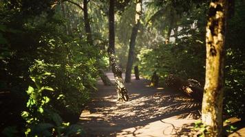 Wooden path track from planks in forest park video