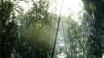 exuberantes hojas verdes de bambú cerca de la orilla de un estanque con piedras.