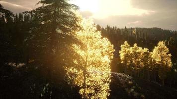 Rays of the Sun Make their Way through the Branches video
