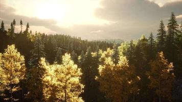Rays of the Sun Make their Way through the Branches video