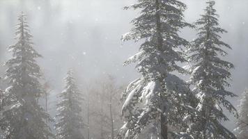 Misty fog in pine forest on mountain slopes video