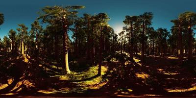 vr360 dans le parc national de sequoia video