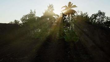 solnedgången strålar genom palmer video