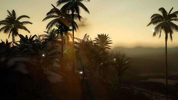 View of the Palm Trees in Fog video