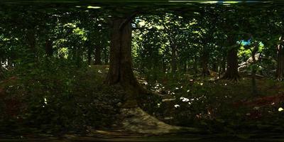 VR360 view of morning green forest video