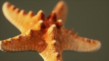 dead dry yellow starfish souvenir video