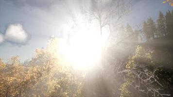 raggi di sole attraverso gli alberi video