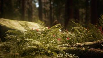 frühmorgendliches Sonnenlicht in den Mammutbäumen von Mariposa Grove video