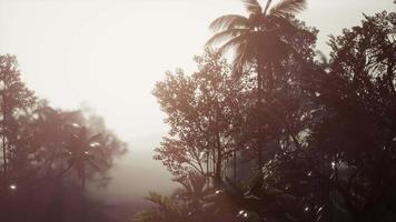 foresta pluviale tropicale di palme nella nebbia video