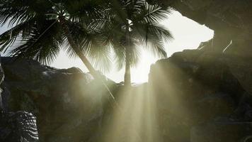 grandes palmeras en cueva de piedra con rayos de sol video