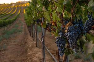 Syrah Grapes In Vineyard Ready For Harvest
