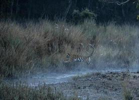 saltando en la niebla foto