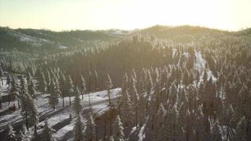 Winter Landscape Glowing by Sunlight in the Morning video