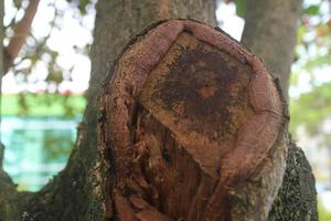 el antiguo tronco del árbol ketapang foto