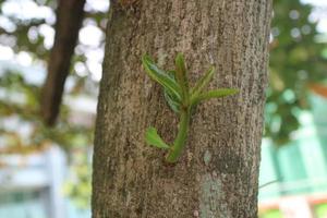 los brotes de las hojas del árbol ketapang foto