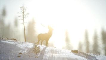 trots edel hertenmannetje in het bos van de wintersneeuw video