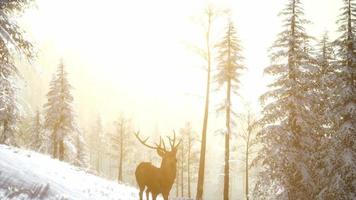 fier noble cerf mâle dans la forêt de neige d'hiver