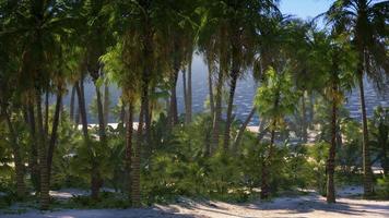 palmstrand in tropisch idyllisch paradijselijk eiland video