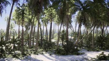 tropisk strand med vit sand turkost vatten och palmer video