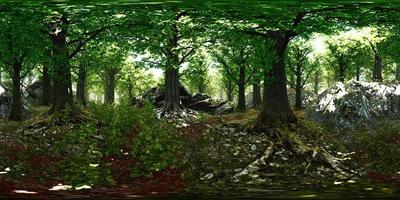 VR360 primeval forest with mossed ground video