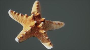 dead dry yellow starfish souvenir video
