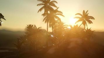 View of the Palm Trees in Fog video