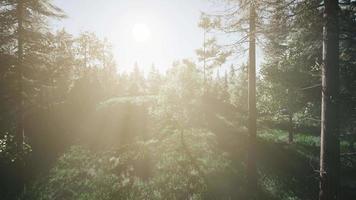 arbres verts sains dans une forêt video