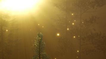 forêt magique avec des étincelles video