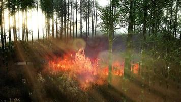 vento soprando em árvores de bambu em chamas durante um incêndio florestal video