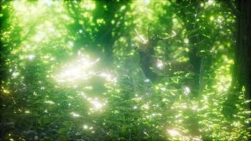 großes Rotwild in einem grünen Wald video