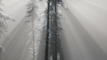 niebla brumosa en el bosque de pinos en las laderas de las montañas video