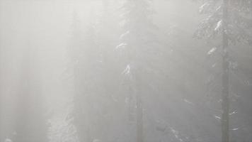 brouillard brumeux dans la forêt de pins sur les pentes des montagnes video