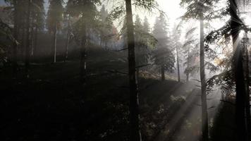 forêt de mauvaise humeur calme dans un brouillard brumeux le matin video