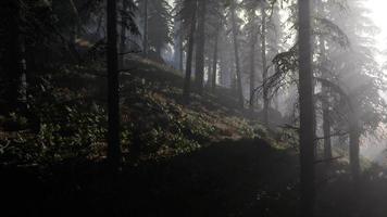 forêt de mauvaise humeur calme dans un brouillard brumeux le matin video