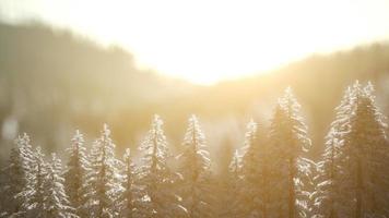 splendide scène de noël dans la forêt de montagne. lever de soleil d'hiver coloré