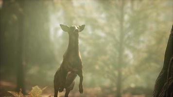salto de ciervo en cámara lenta extrema en el bosque de pinos video