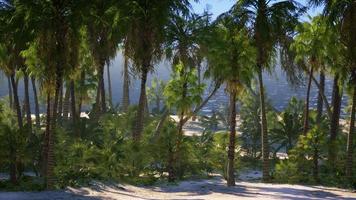 paysage paradisiaque de plage tropicale avec des vagues calmes de l'océan et des palmiers video