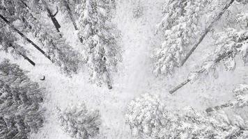 Aerial Snow Covered Trees Landscape video