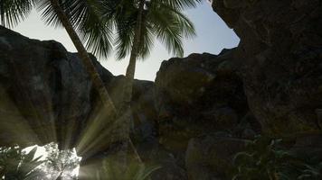 Big Palms in Stone Cave with Rays of Sunlight video