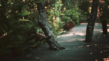 Wooden deck path in the forest video